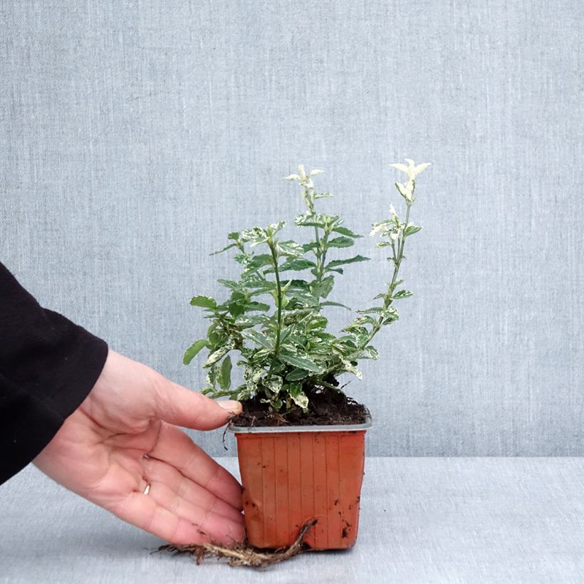 Amostra de Euonymus fortunei Harlequin - Fusain persistant panaché Vaso de 8/9 cm tal como entregue no inverno