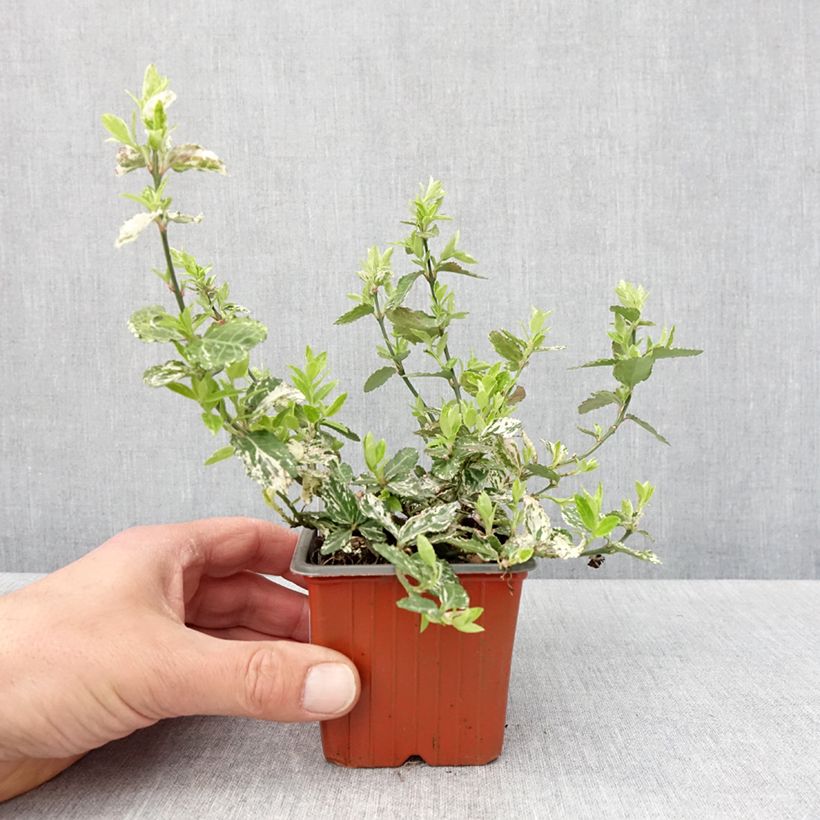 Amostra de Evónimo-trepador Harlequin - Euonymus fortunei Vaso de 8/9 cm tal como entregue na primavera