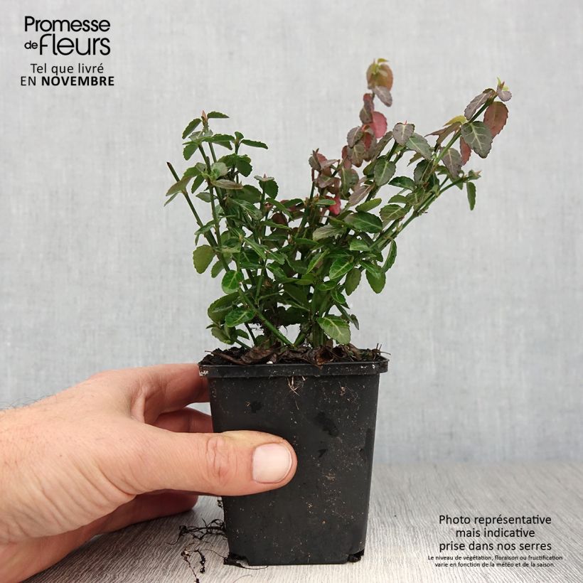 Amostra de Evónimo-trepador Radicans - Euonymus fortunei Vaso de 8/9 cm tal como entregue no outono