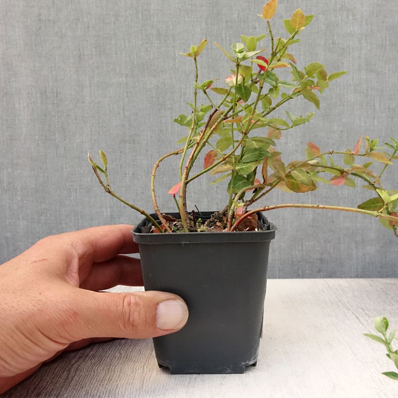 Amostra de Evónimo-trepador Radicans - Euonymus fortunei Vaso de 8/9 cm tal como entregue no verão