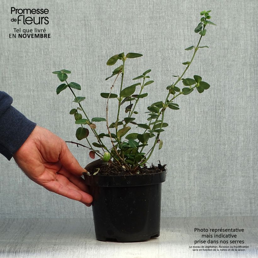 Amostra de Evónimo-trepador Radicans - Euonymus fortunei Vaso de 1 L/1,5 L tal como entregue no outono