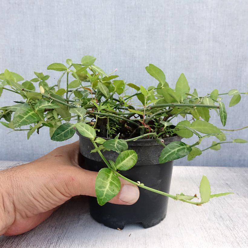 Amostra de Evónimo-trepador Radicans - Euonymus fortunei Vaso de 1 L/1,5 L tal como entregue no verão