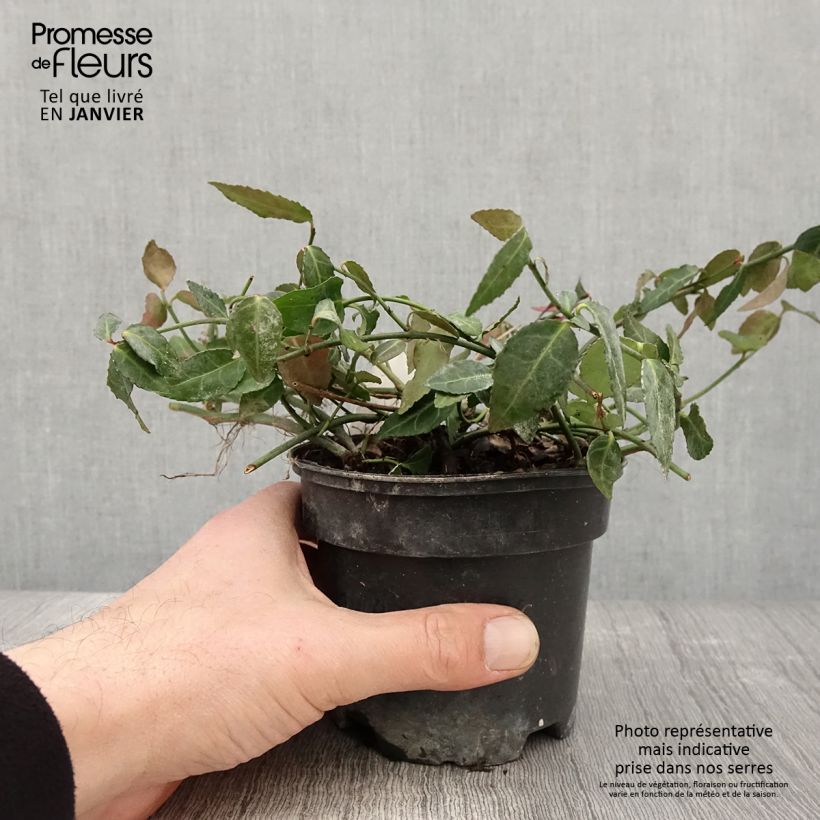 Amostra de Euonymus fortunei Radicans - Fusain rampant Vaso de 1 L/1,5 L tal como entregue no inverno