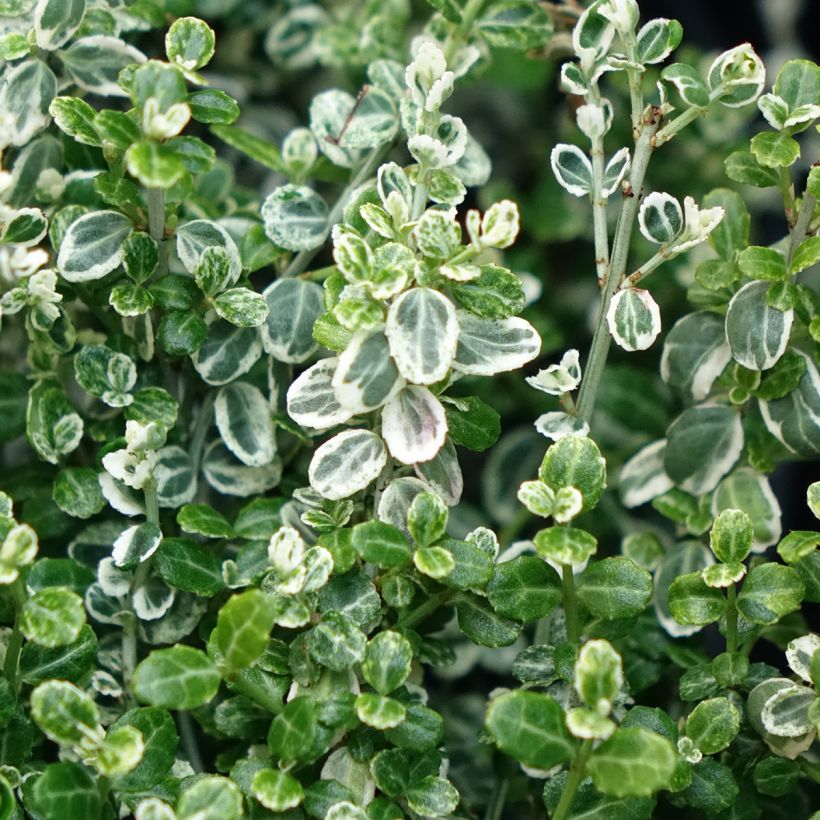 Evónimo-trepador Silver Carpet - Euonymus fortunei (Folhagem)