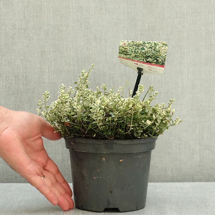 Amostra de Evónimo-trepador Silver Carpet - Euonymus fortunei Vaso de 2 L/3 L tal como entregue no verão