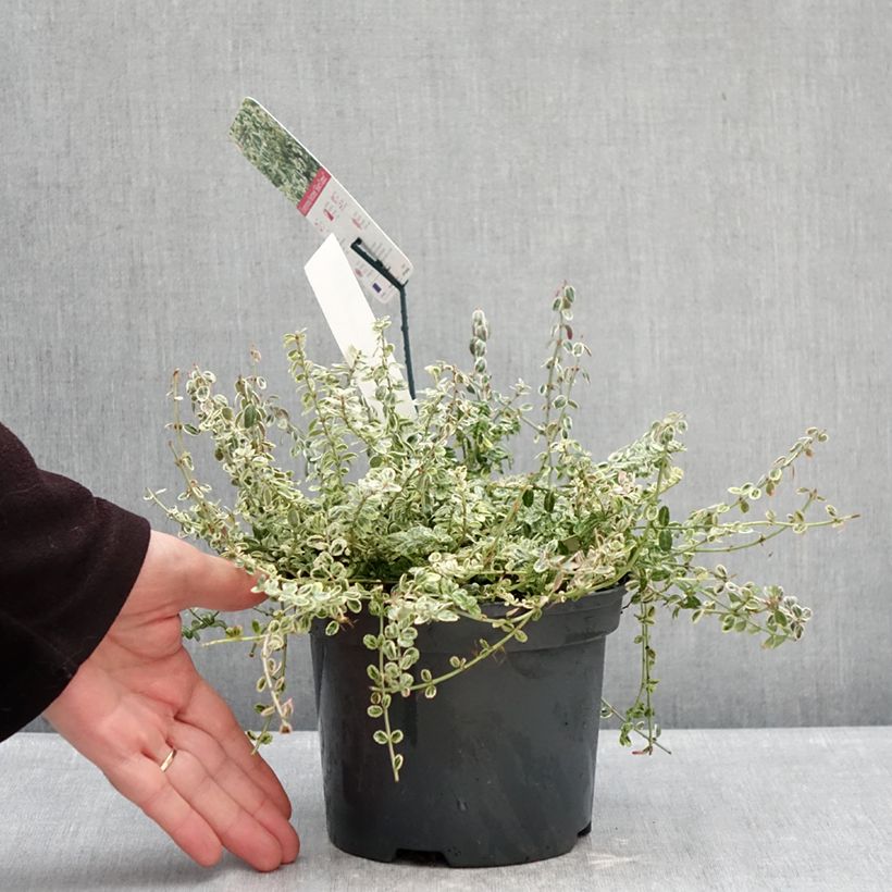 Amostra de Evónimo-trepador Silver Carpet - Euonymus fortunei Vaso de 2 L/3 L tal como entregue no inverno