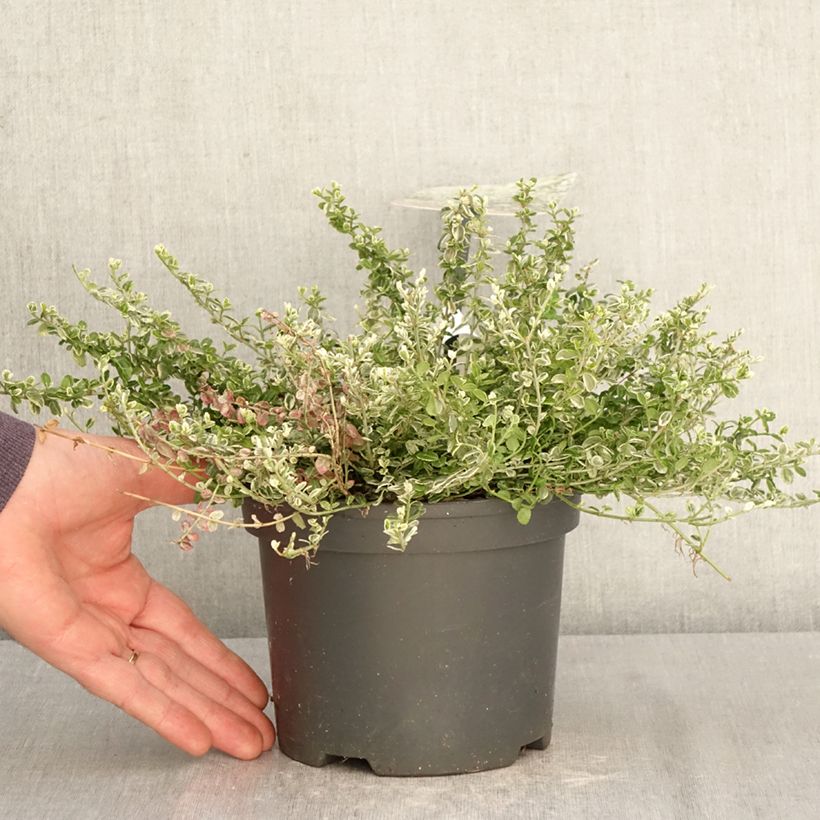 Amostra de Evónimo-trepador Silver Carpet - Euonymus fortunei Vaso de 2 L/3 L tal como entregue na primavera