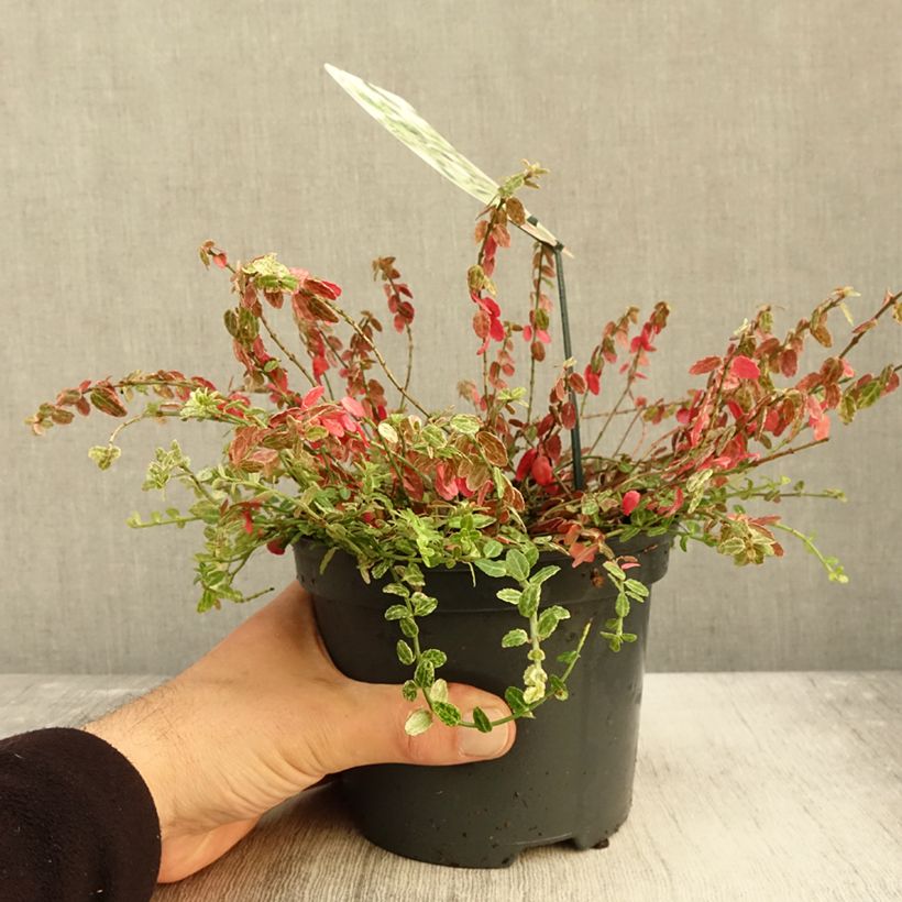 Amostra de Evónimo-trepador Silverstone - Euonymus fortunei Vaso de 2 L/3 L tal como entregue no outono