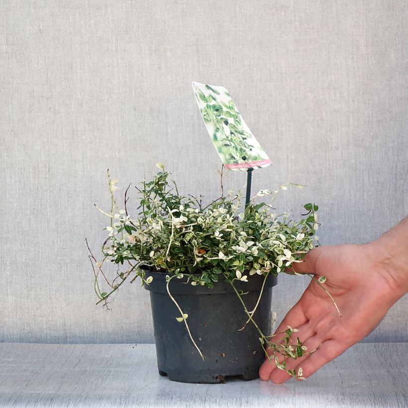 Amostra de Evónimo-trepador Silverstone - Euonymus fortunei Vaso de 2 L/3 L tal como entregue no verão