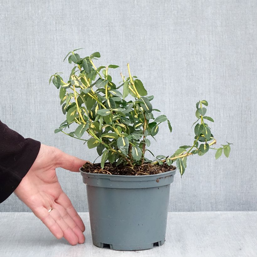 Amostra de Evónimo-trepador Sunspot - Euonymus fortunei Vaso de 2 L/3 L tal como entregue no outono