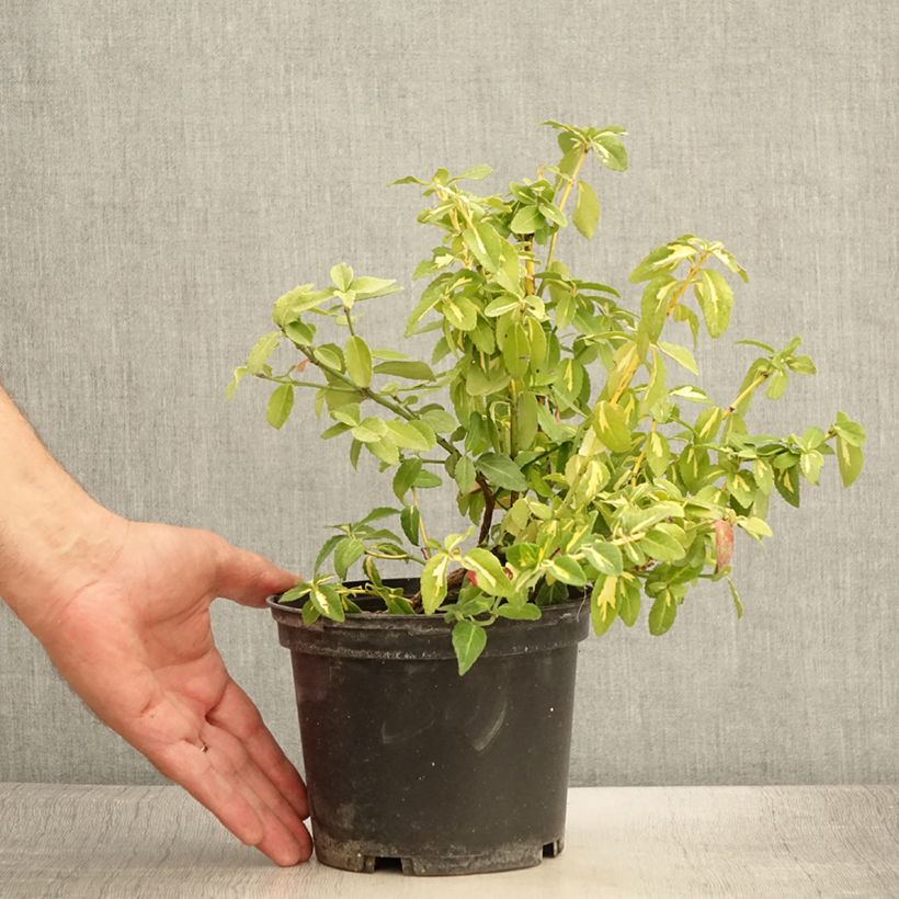 Amostra de Evónimo-trepador Sunspot - Euonymus fortunei Vaso de 2 L/3 L tal como entregue no verão