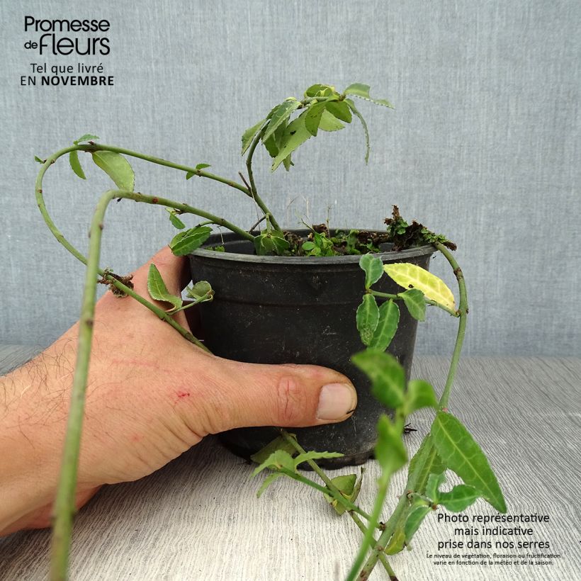Amostra de Evónimo-trepador Tustin - Euonymus fortunei Vaso de 1 L/1,5 L tal como entregue no outono