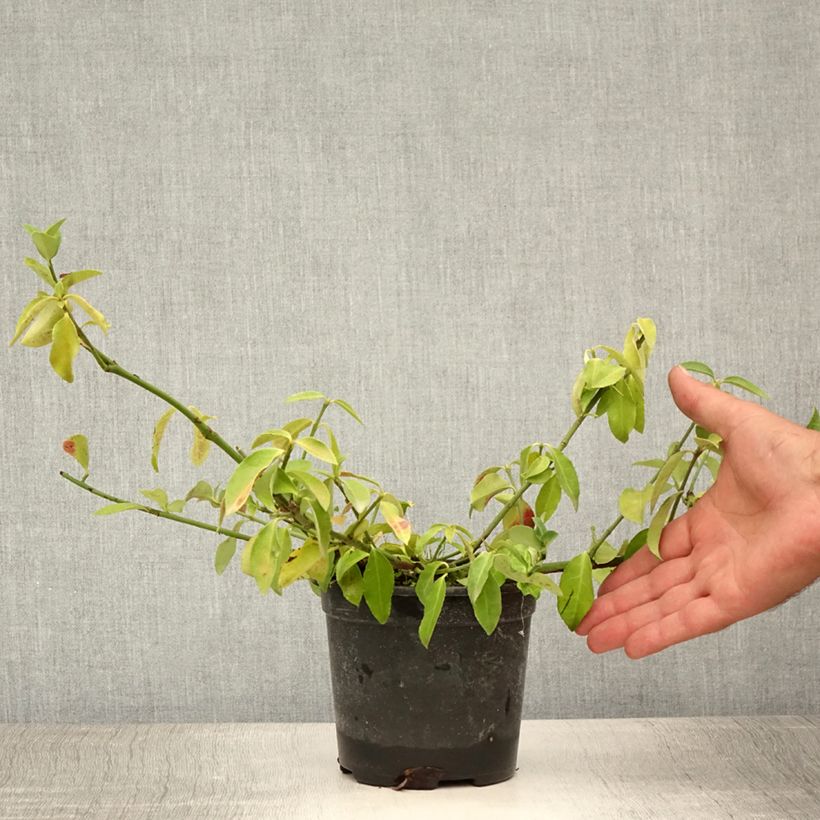 Amostra de Evónimo-trepador Tustin - Euonymus fortunei Vaso de 1 L/1,5 L tal como entregue no verão