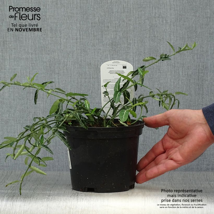 Amostra de Euonymus fortunei Wolong Ghost Vaso de 2 L/3 L tal como entregue no outono