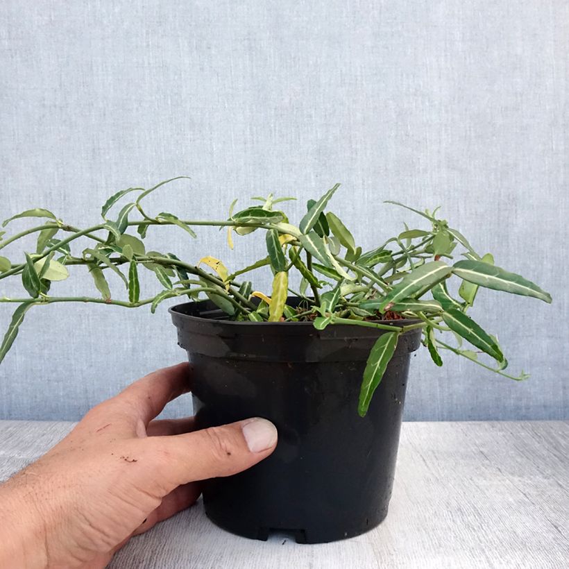 Amostra de Euonymus fortunei Wolong Ghost Vaso de 2 L/3 L tal como entregue no verão