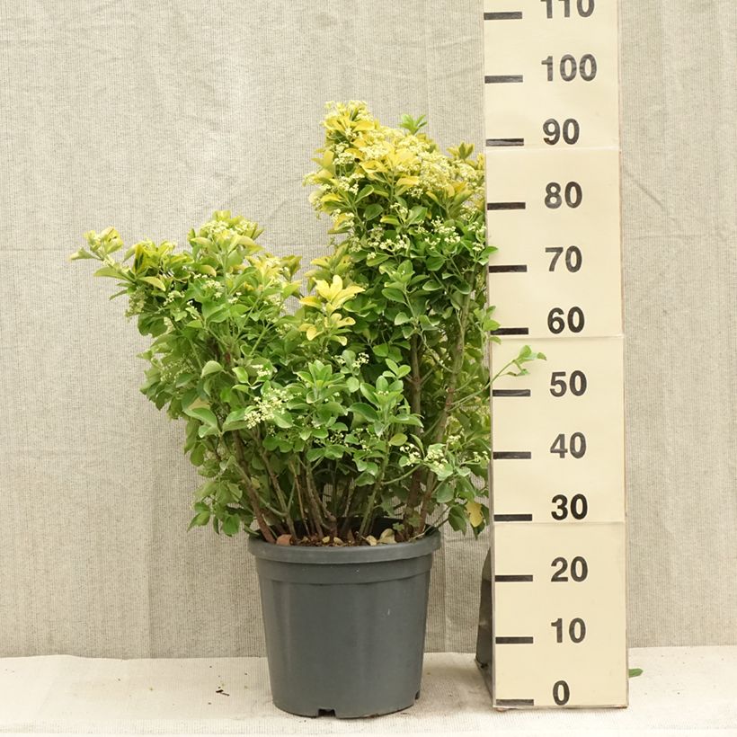 Amostra de Evónimo do Japão Aureus Vaso de 7,5 L/10 L tal como entregue no verão