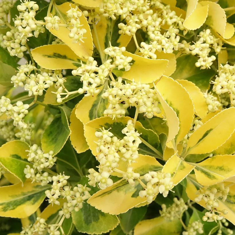 Evónimo do Japão Aureus (Floração)