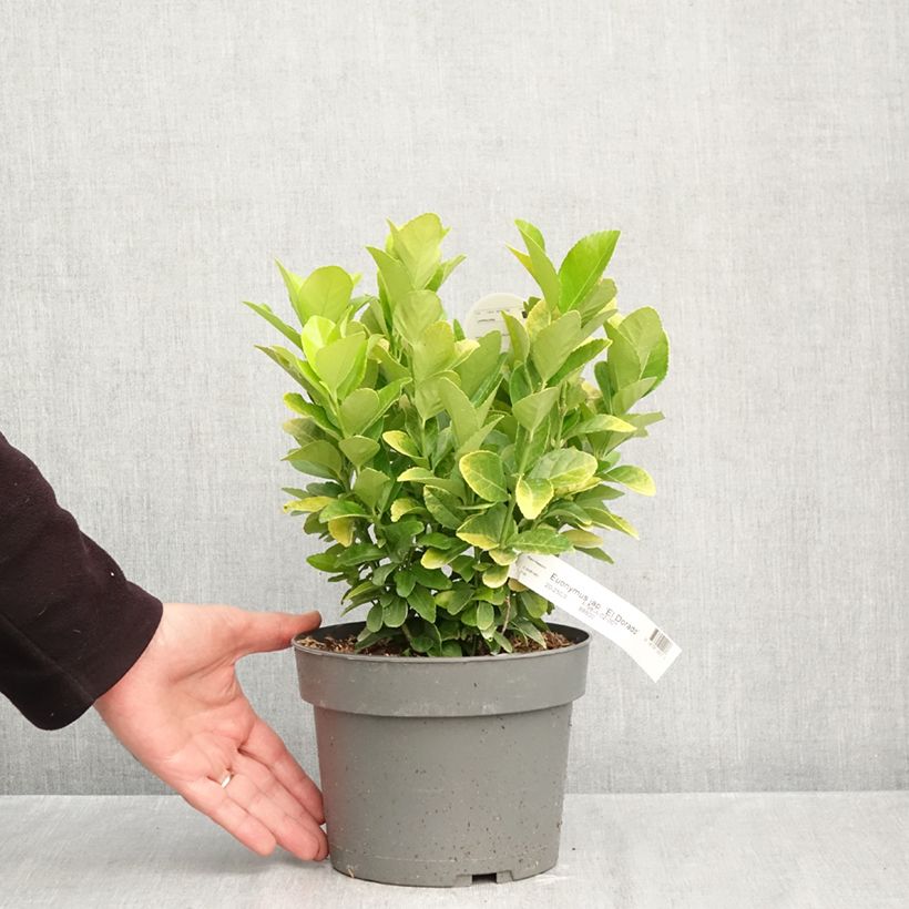 Amostra de Euonymus japonicus El Dorado - Fusain du Japon Vaso de 3 L/4 L tal como entregue no outono