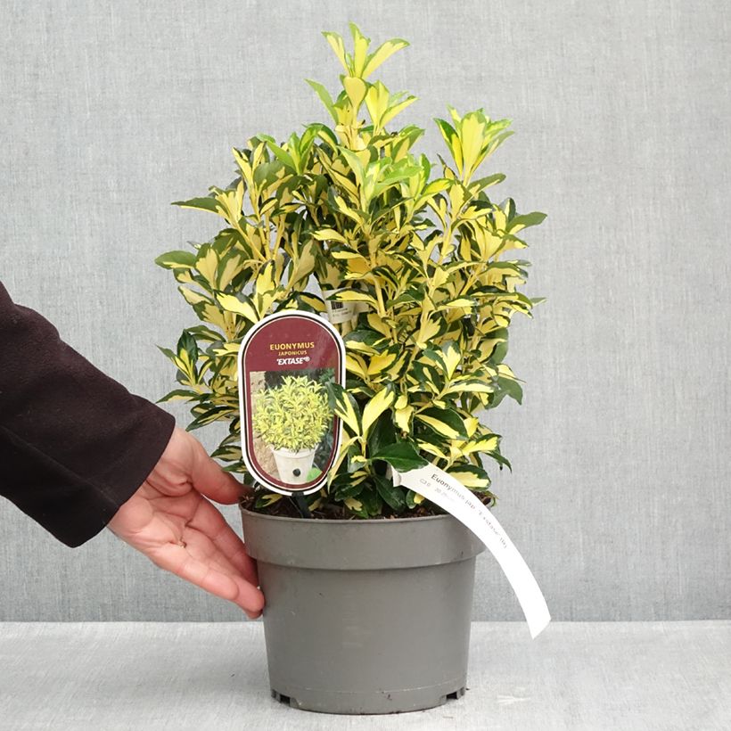 Amostra de Evónimo do Japão Exstase Goldbolwi Vaso de 3 L/4 L tal como entregue no outono