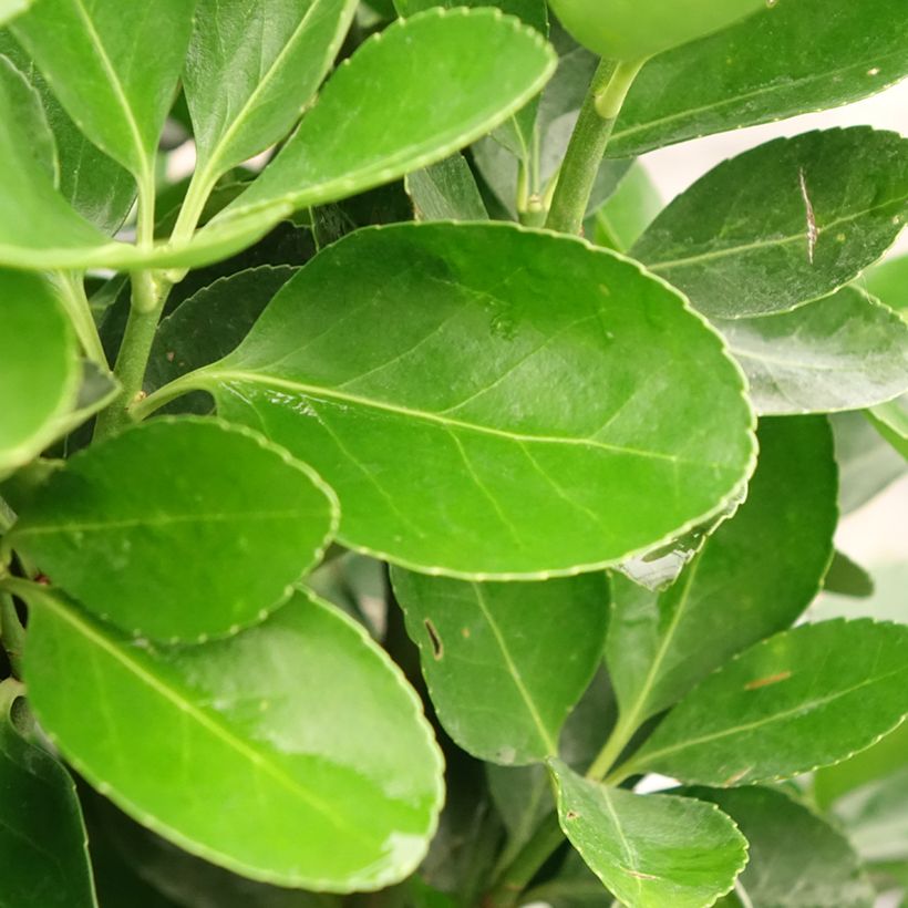 Euonymus japonicus (Folhagem)