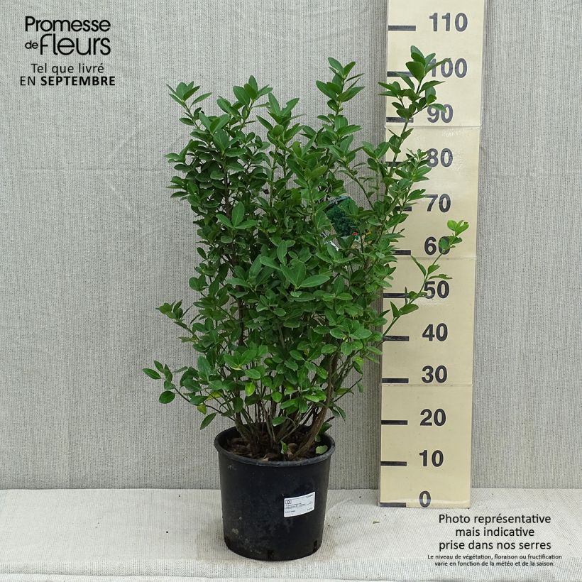 Amostra de Euonymus japonicus Vaso de 7,5 L/10 L tal como entregue no outono