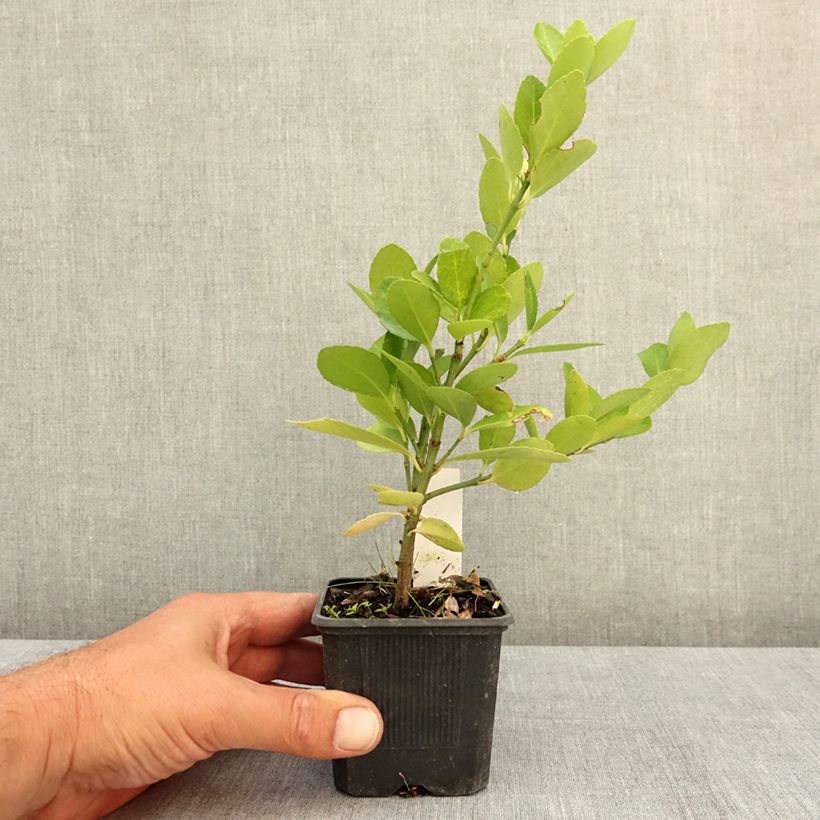 Amostra de Euonymus japonicus Vaso de 8/9 cm tal como entregue no verão