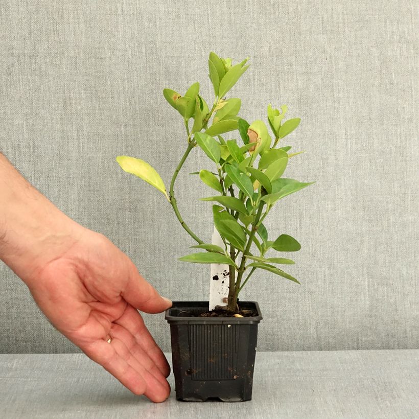 Amostra de Euonymus japonicus Vaso de 8/9 cm tal como entregue na primavera