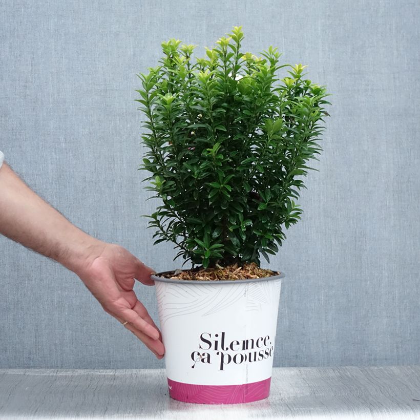 Amostra de Evónimo do Japão Happiness Vaso de 4 L/5 L tal como entregue no verão