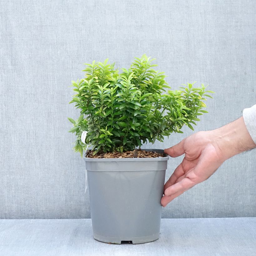 Amostra de Evónimo do Japão Happiness Vaso de 4 L/5 L tal como entregue no outono