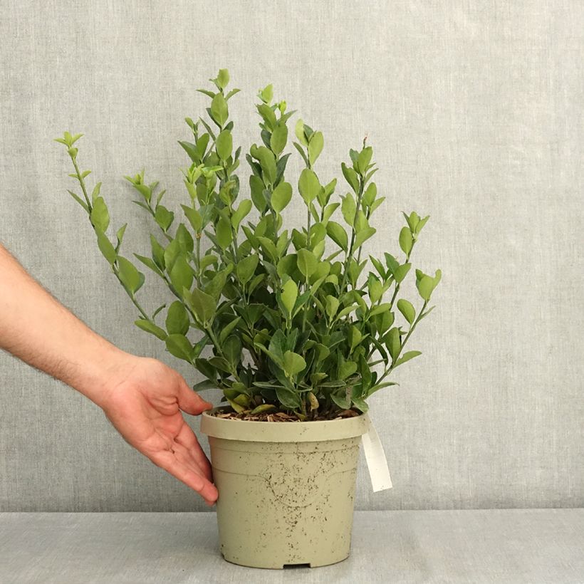 Amostra de Evónimo do Japão Himalaya Vaso de 3 L/4 L tal como entregue no verão