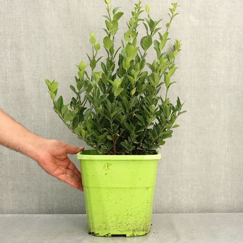 Amostra de Evónimo do Japão Himalaya Vaso de 7,5 L/10 L tal como entregue no verão