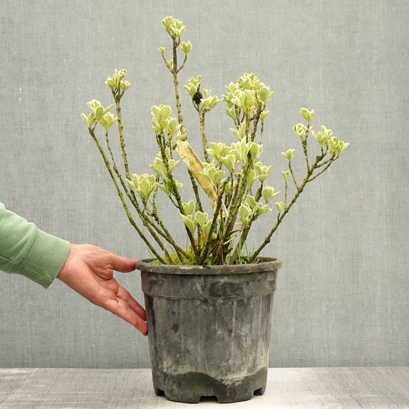 Amostra de Evónimo do Japão Kathy Vaso de 7,5 L/10 L tal como entregue no verão
