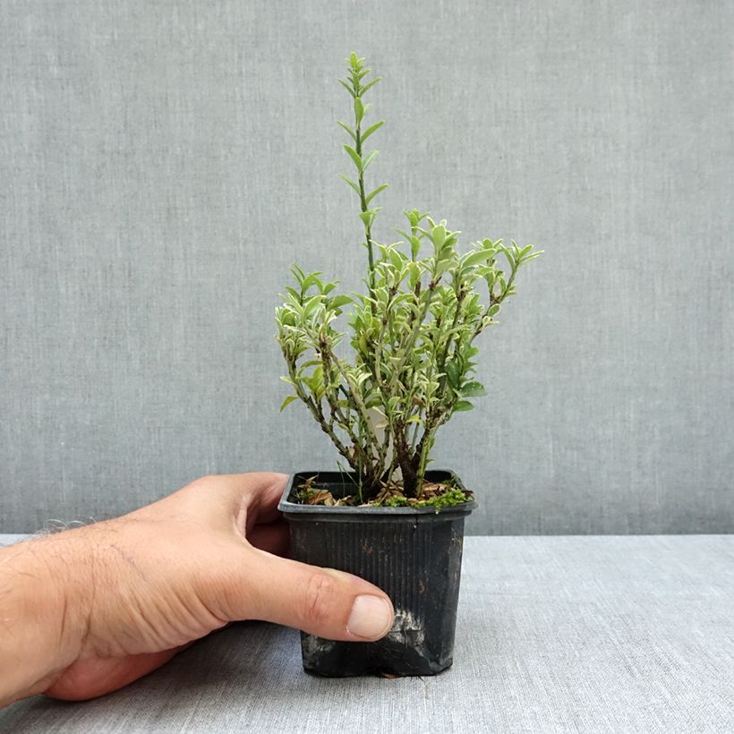 Amostra de Evónimo do Japão Microphyllus Albovariegatus Vaso de 8/9 cm tal como entregue no verão