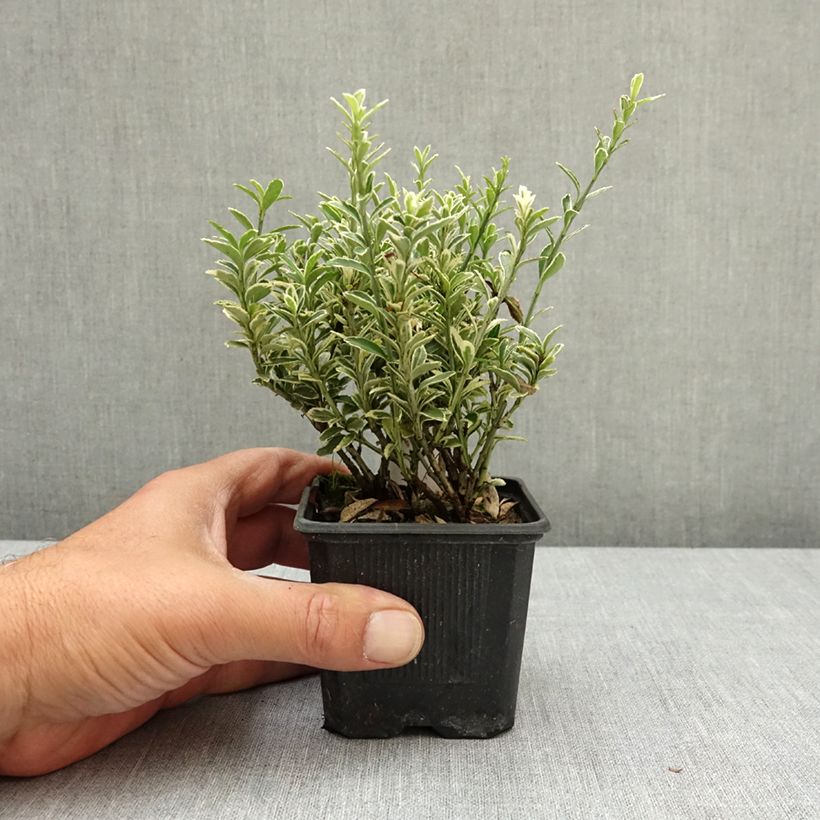 Amostra de Evónimo do Japão Microphyllus Albovariegatus Vaso de 8/9 cm tal como entregue na primavera