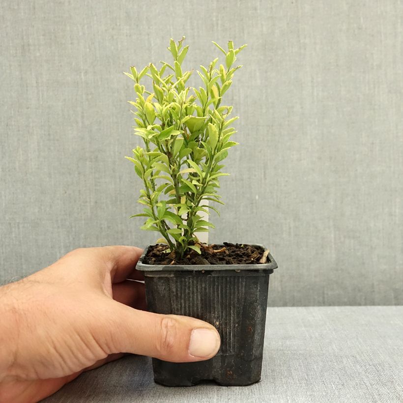 Amostra de Evónimo do Japão Microphyllus Aureovariegatus Vaso de 8/9 cm tal como entregue no verão