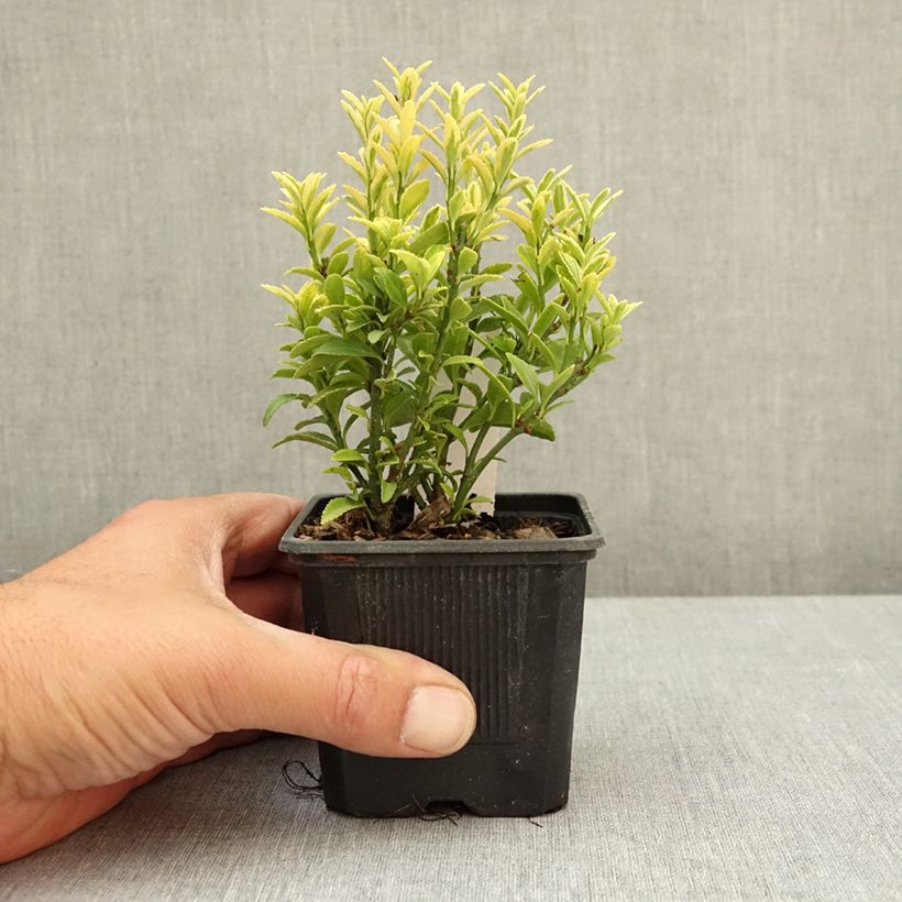 Amostra de Evónimo do Japão Microphyllus Aureovariegatus Vaso de 8/9 cm tal como entregue na primavera