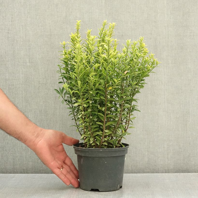 Amostra de Evónimo do Japão Microphyllus Aureovariegatus Vaso de 2 L/3 L tal como entregue no verão