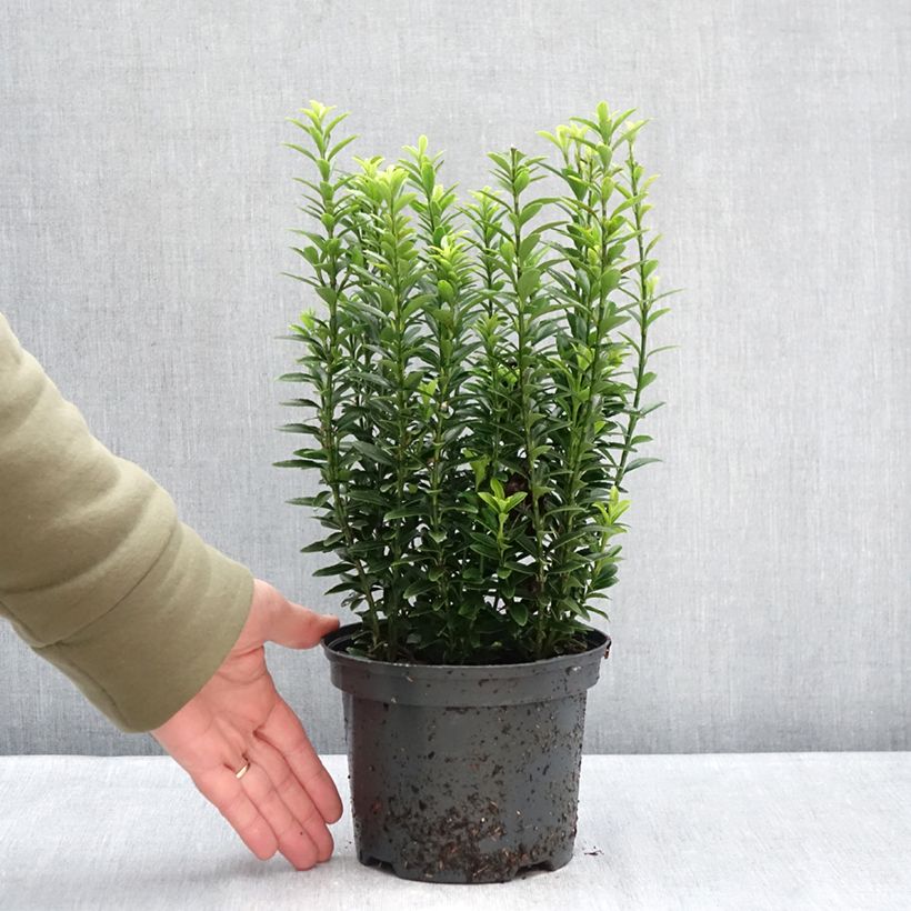 Amostra de Euonymus japonicus Microphyllus Aureovariegatus - Fusain Vaso de 2 L/3 L tal como entregue no inverno