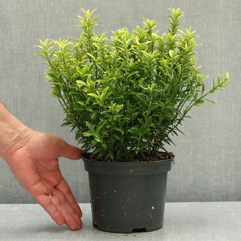 Amostra de Evónimo do Japão Microphyllus Aureovariegatus Vaso de 2 L/3 L tal como entregue na primavera