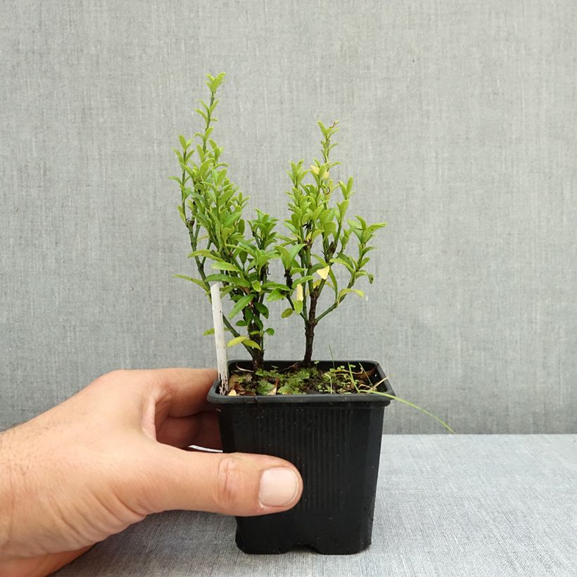 Amostra de Evónimo do Japão Microphyllus Vaso de 8/9 cm tal como entregue no outono