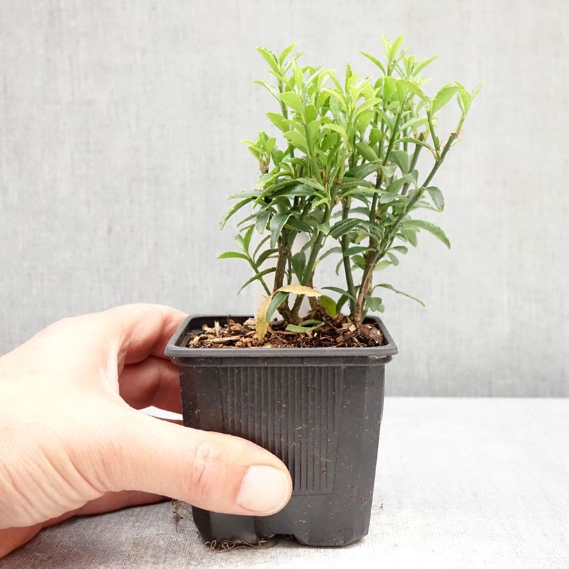 Amostra de Evónimo do Japão Microphyllus Vaso de 8/9 cm tal como entregue na primavera