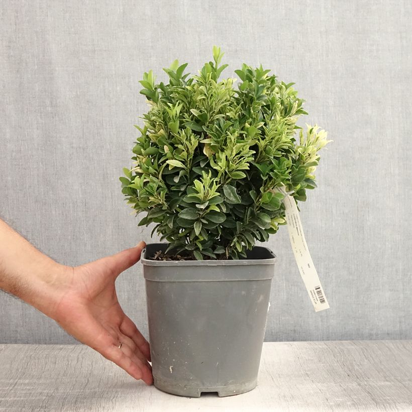 Amostra de Evónimo do Japão Paloma Blanca Vaso de 3 L/4 L tal como entregue no verão