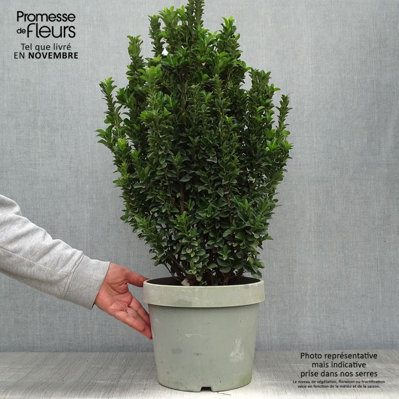 Amostra de Evónimo do Japão Paloma Blanca Vaso de 7,5 L/10 L tal como entregue no outono