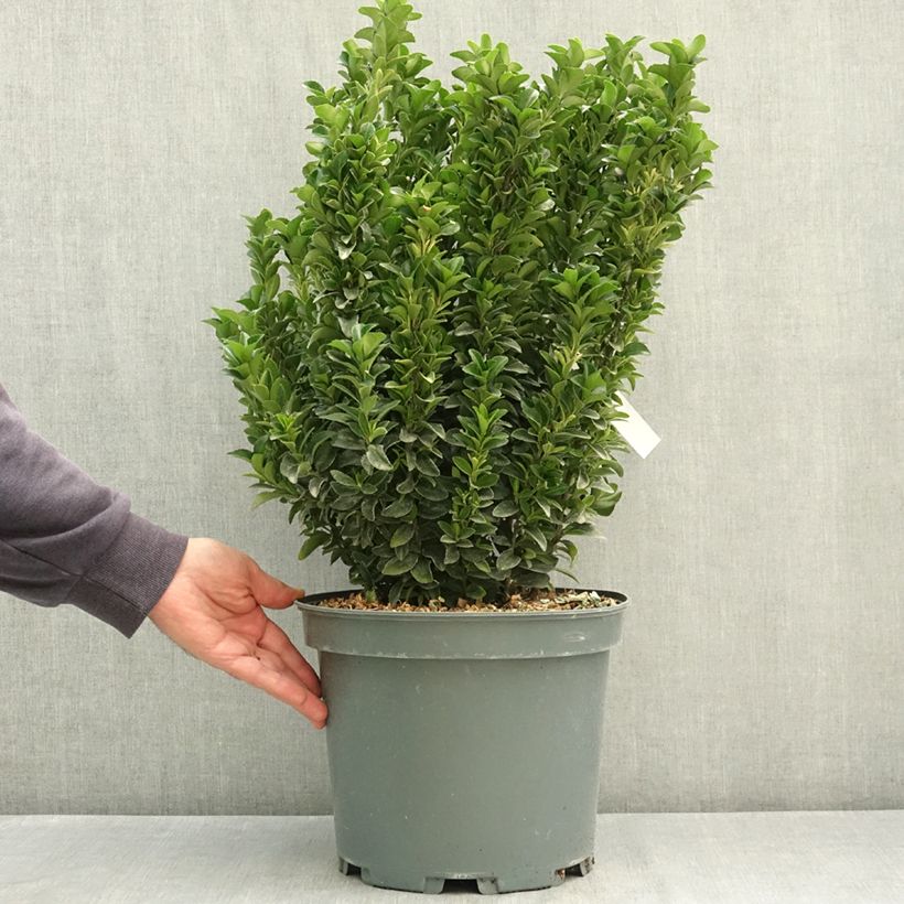 Amostra de Euonymus japonicus Paloma Blanca - Fusain du Japon Pot de 7,5L/10L tal como entregue no verão