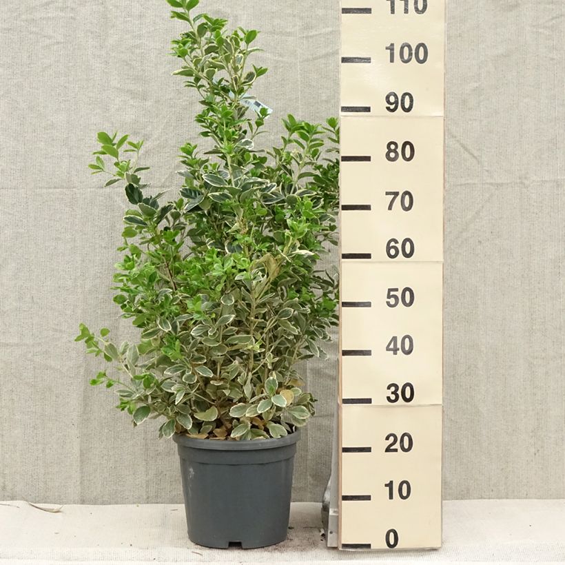 Amostra de Evónimo do Japão Président Gauthier Vaso de 7,5 L/10 L tal como entregue na primavera