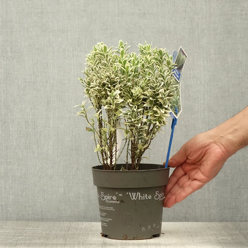 Amostra de Evónimo do Japão White Spire Vaso de 2 L/3 L tal como entregue no verão