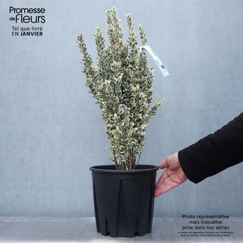 Amostra de Evónimo do Japão White Spire Vaso de 7,5 L/10 L tal como entregue no inverno