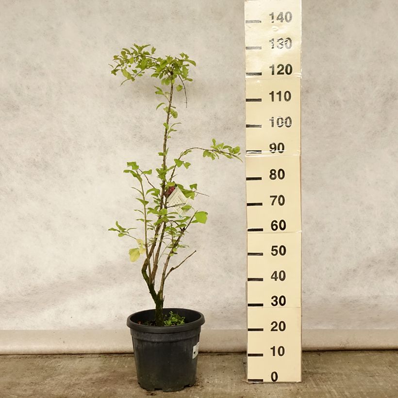 Amostra de Euonymus phellomanus Vaso de 12 L/15 L tal como entregue no verão
