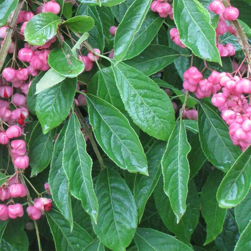 Euonymus phellomanus (Folhagem)