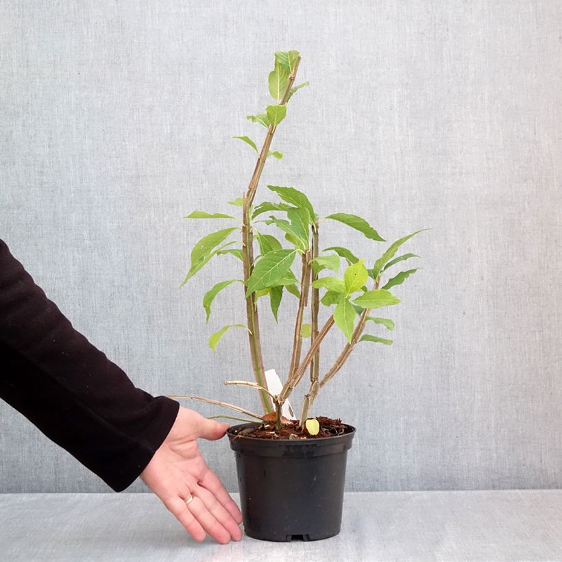 Amostra de Euonymus phellomanus Vaso de 2 L/3 L tal como entregue no outono